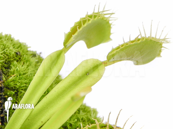 Dionaea muscipula ‚No meat‘