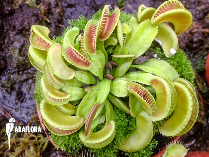 Dionaea muscipula No Smiley