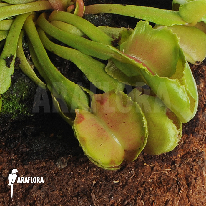 Dionaea muscipula ‚Pacman‘