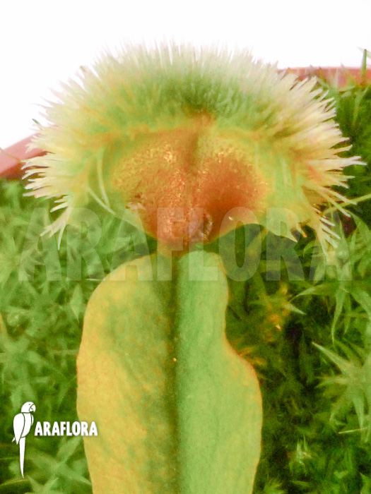 Dionaea muscipula Pincushion