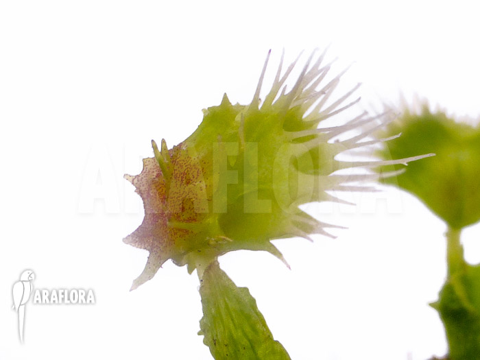 Dionaea muscipula ‚Pincushion‘ ‚XL‘
