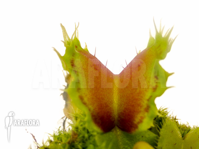 Dionaea muscipula ‚Pluto‘