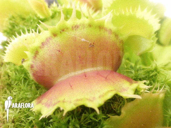 Dionaea muscipula ‚Pluto‘