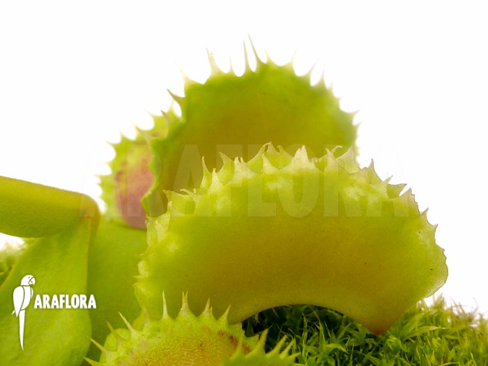 Dionaea muscipula ‚Pluto‘