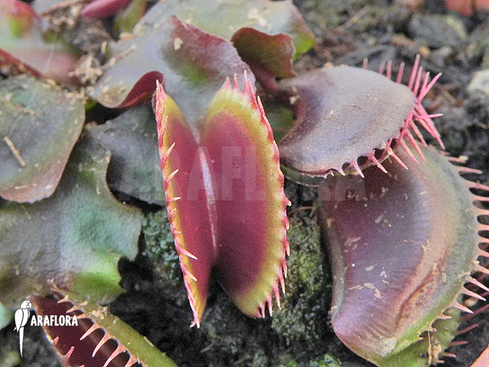 Dionaea muscipula ‚Poland red‘