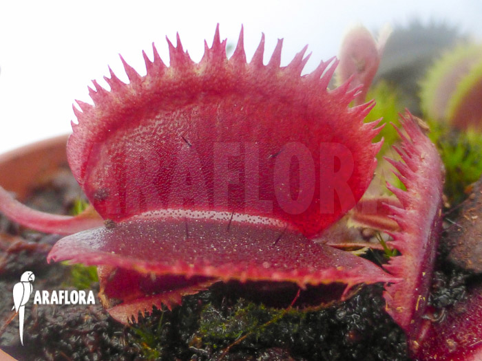 Dionaea muscipula ‚Red piranha‘