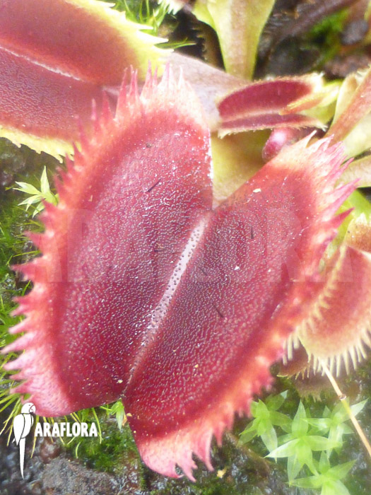 Dionaea muscipula ‚Red piranha‘