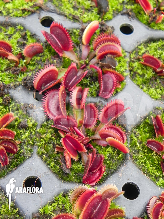 Dionaea muscipula ‚Red piranha‘ Starter