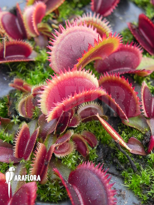 Dionaea muscipula ‚Red piranha‘ Starter