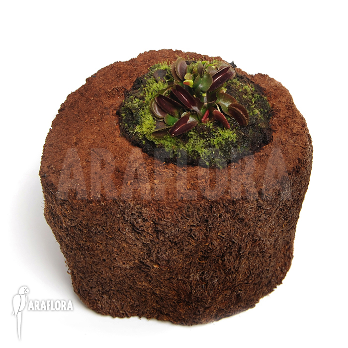 Dionaea muscipula ‚Red piranha‘