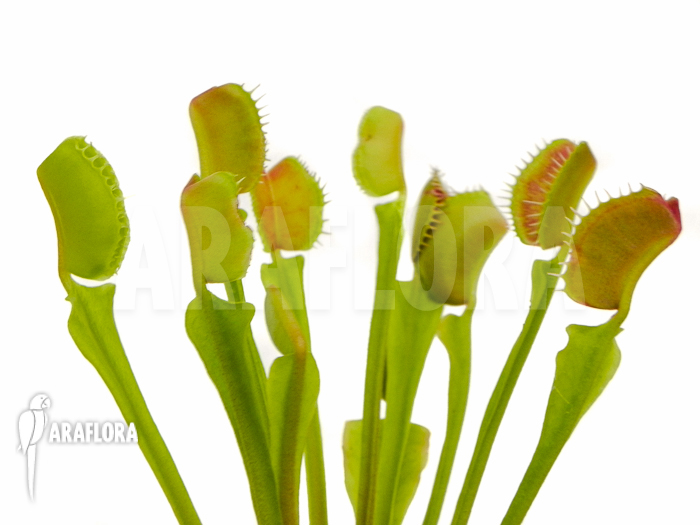 Dionaea muscipula ‚Rockettrap‘