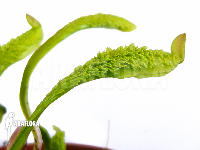 Dionaea muscipula ‚Schuppenstiel Thomas‘