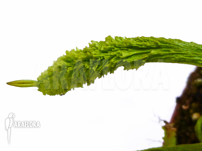 Dionaea muscipula ‚Schuppenstiel Thomas‘