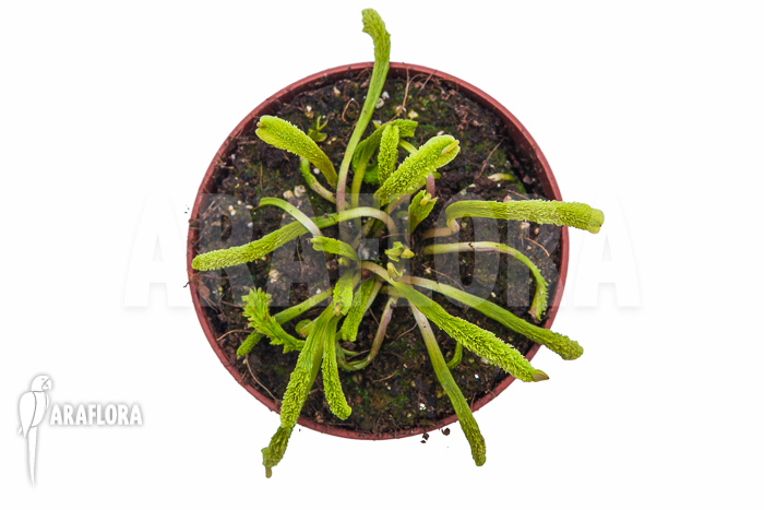 Dionaea muscipula ‚Schuppenstiel Thomas‘