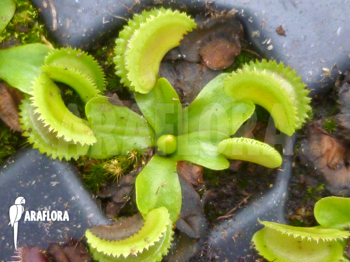 Dionaea muscipula ‚Shark teeth‘