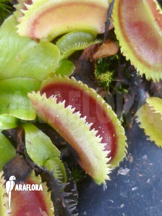 Dionaea muscipula ‚Shark teeth‘