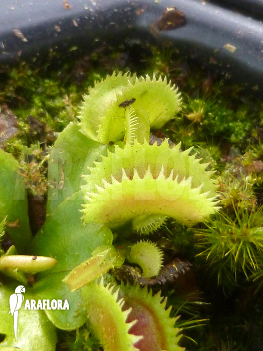 Dionaea muscipula ‚Shark teeth‘