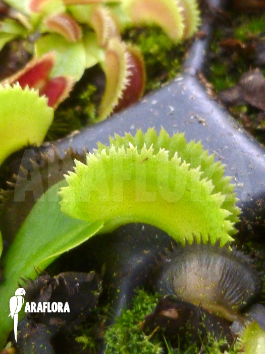 Dionaea muscipula ‚Shark teeth‘