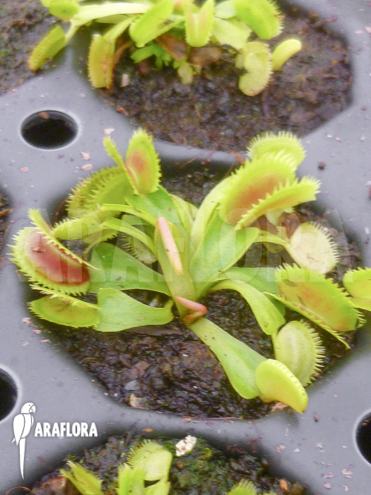 Dionaea muscipula ‚Shark teeth‘
