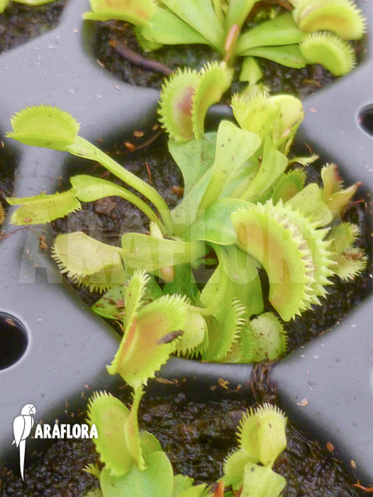 Dionaea muscipula ‚Shark teeth‘