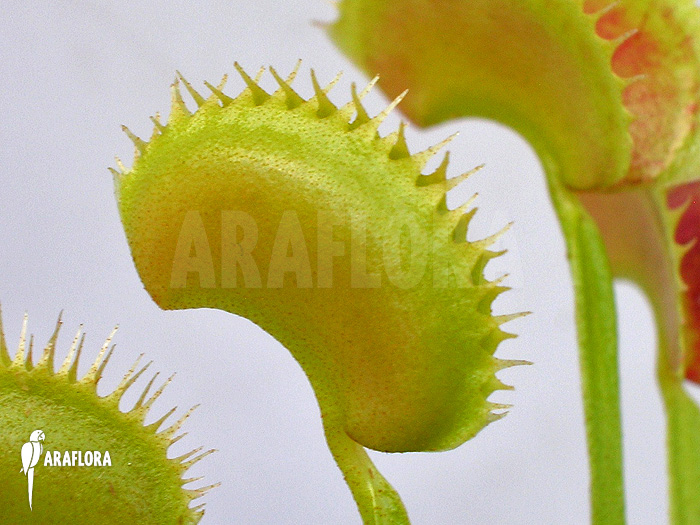 Dionaea muscipula ‚Shark teeth‘