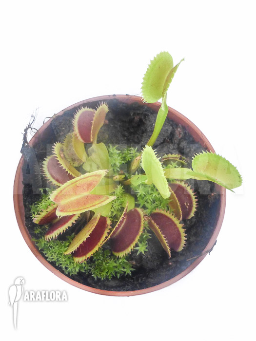 Dionaea muscipula ‚Shark teeth‘