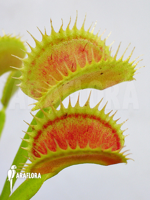 Dionaea muscipula ‚Shark teeth‘