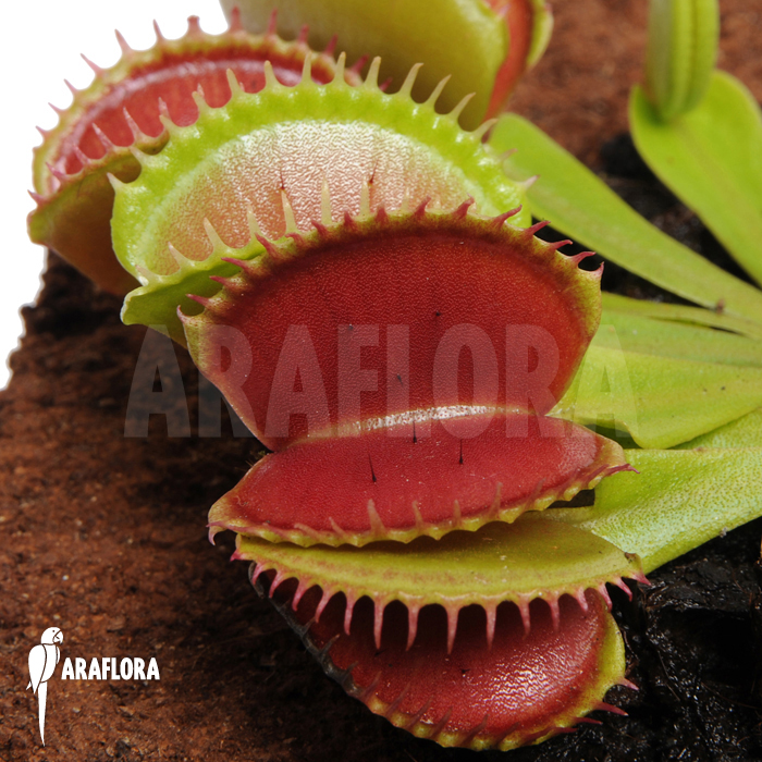 Dionaea muscipula ‚Short teeth‘