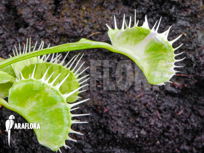 Dionaea muscipula Siberia
