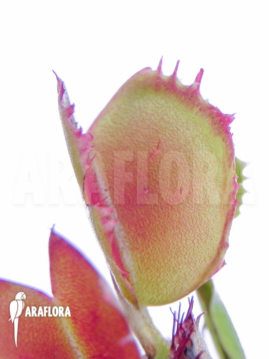 Dionaea muscipula ‚Small Staps‘