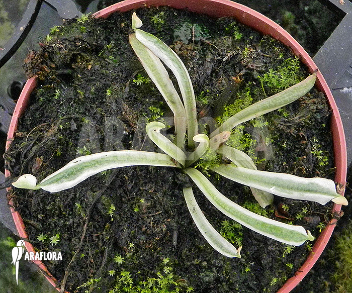 Detail Dionaea muscipula ‚Snowman‘