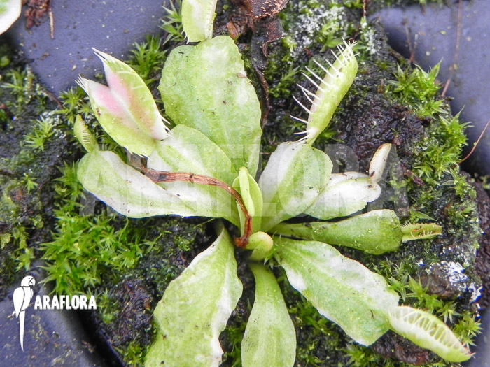 Dionaea muscipula ‚Snowman‘ starter