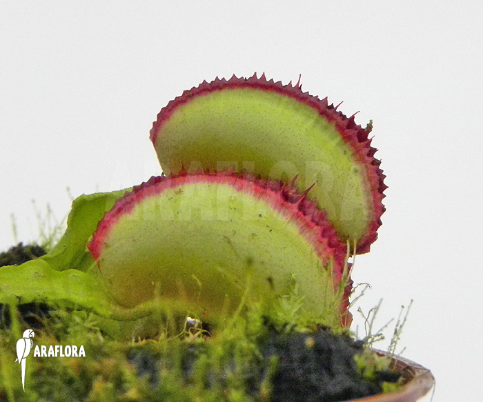 Dionaea muscipula ‚Space‘