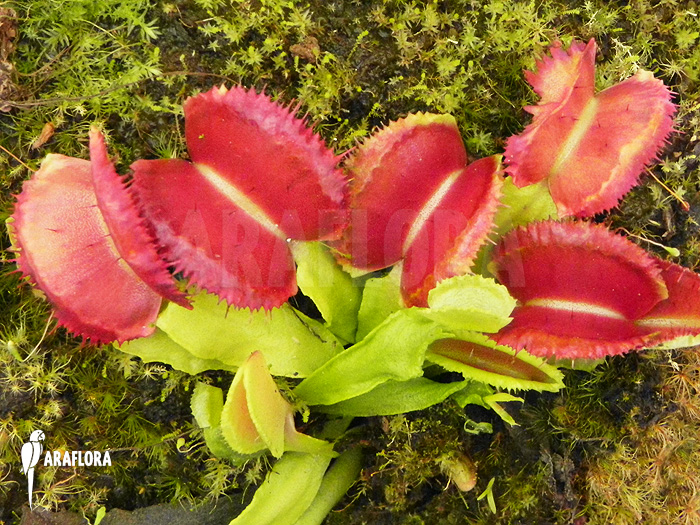 Dionaea muscipula ‚Space‘