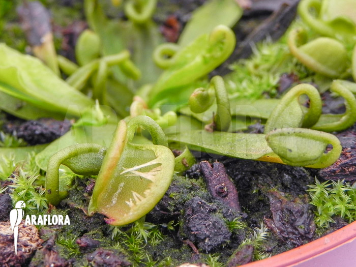 Dionaea muscipula ‚Spaghetti‘