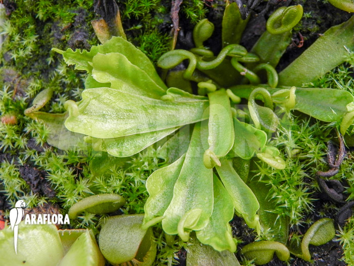 Dionaea muscipula ‚Spaghetti‘