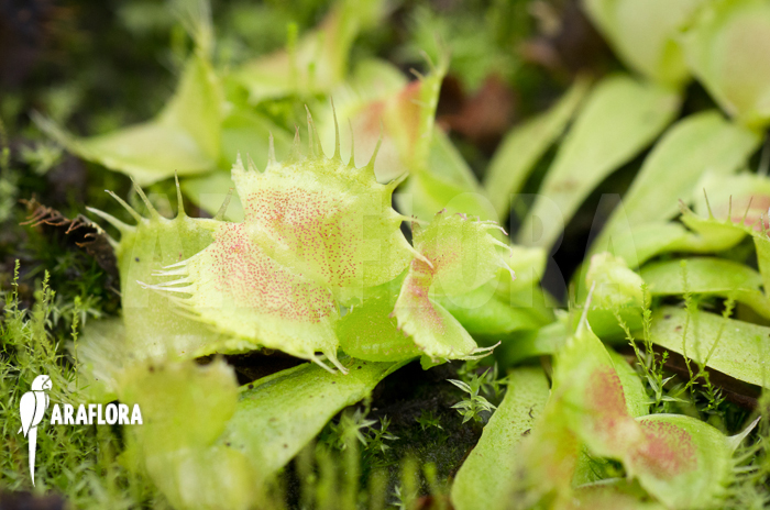 Dionaea muscipula ‚Spiderman‘