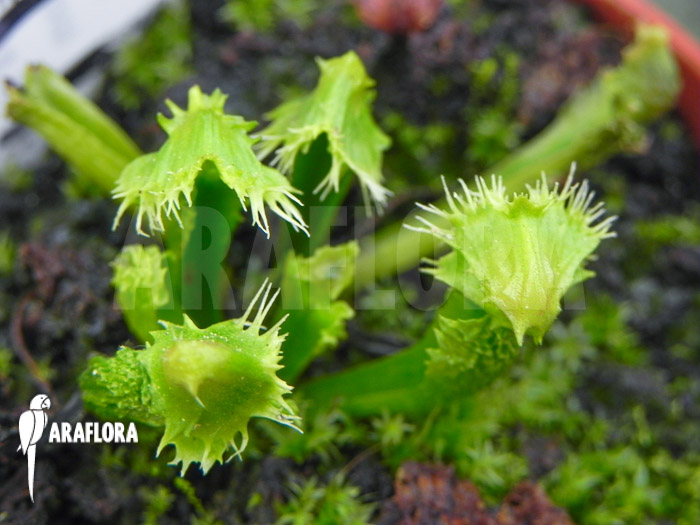Dionaea muscipula ‚Splash‘