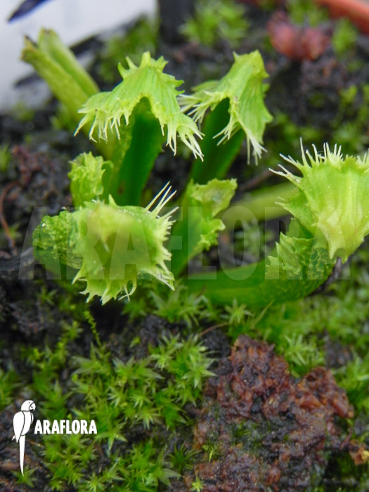 Dionaea muscipula ‚Splash‘