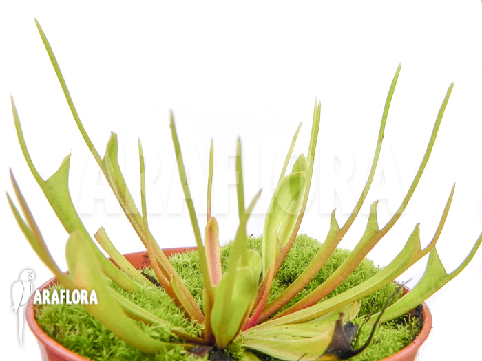 Dionaea muscipula ‚Stingray‘