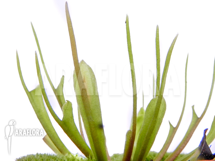 Dionaea muscipula ‚Stingray‘