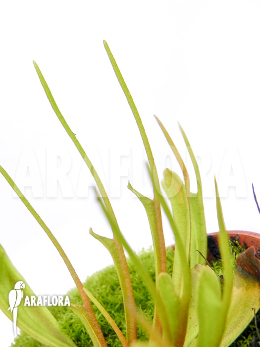 Dionaea muscipula ‚Stingray‘