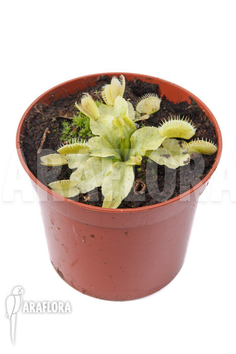 Dionaea muscipula ‚Sunrise‘