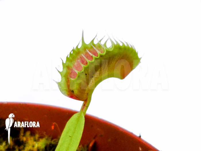 Dionaea muscipula Toy Boy