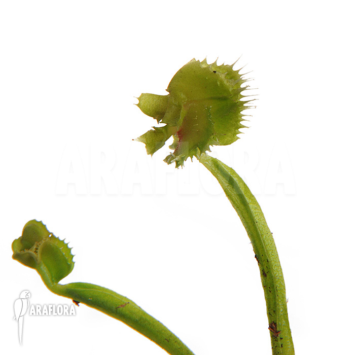 Dionaea muscipula ‚Tremor‘ trap example