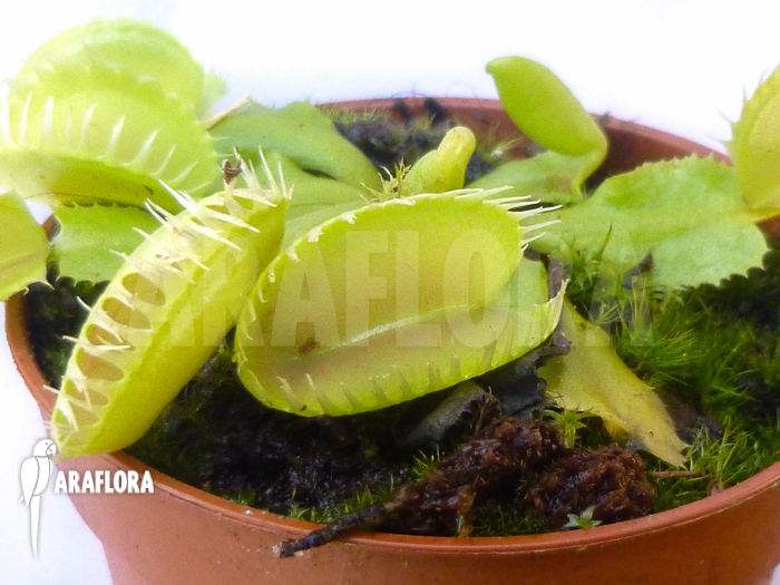 Dionaea muscipula ‚Triton‘