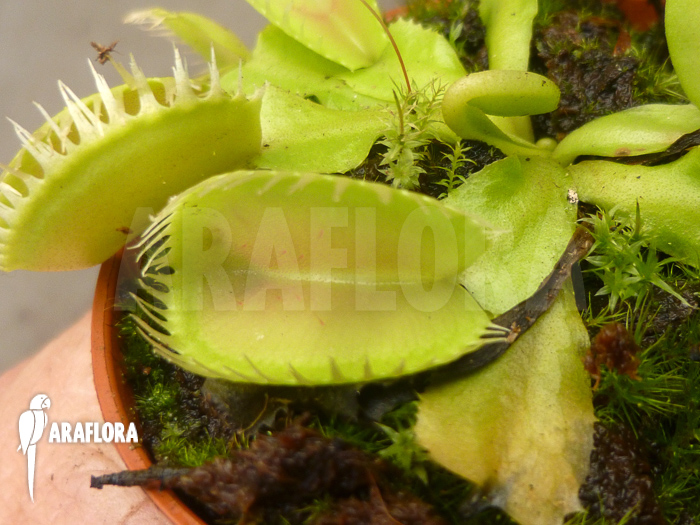 Dionaea muscipula ‚Triton‘