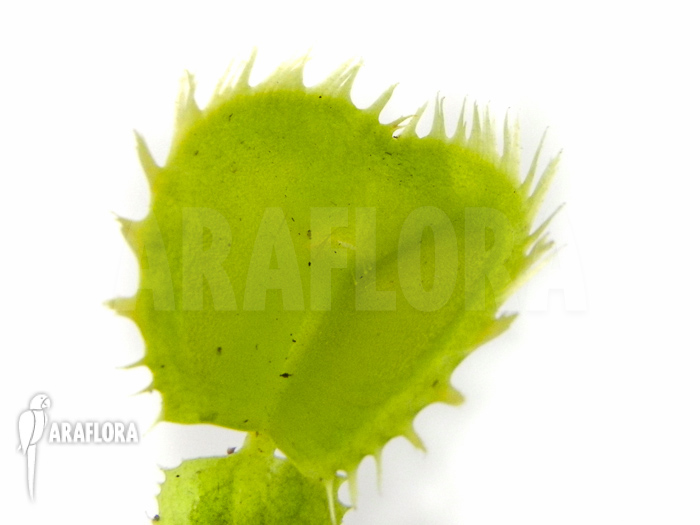 Dionaea muscipula ‚Triton‘