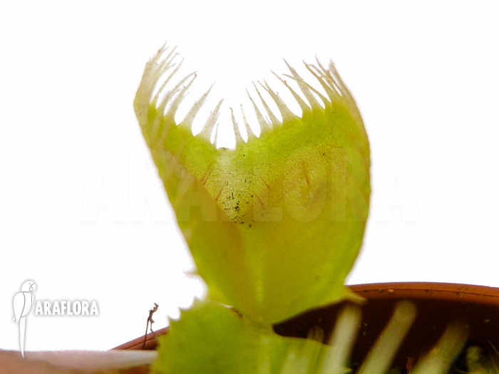 Dionaea muscipula ‚Triton‘