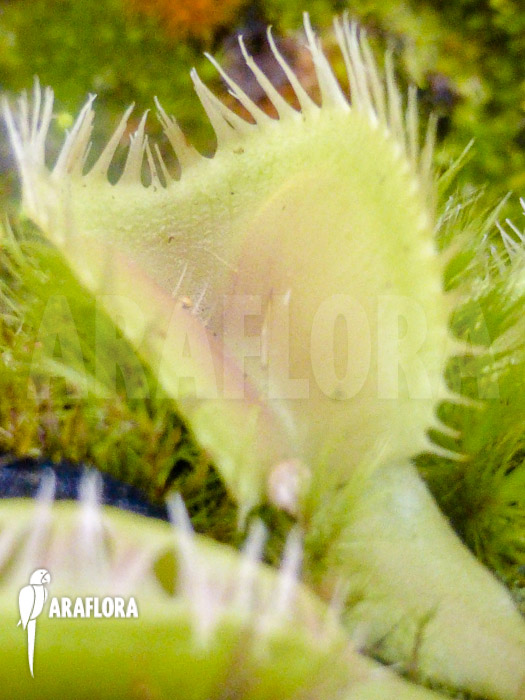 Dionaea muscipula ‚Triton‘